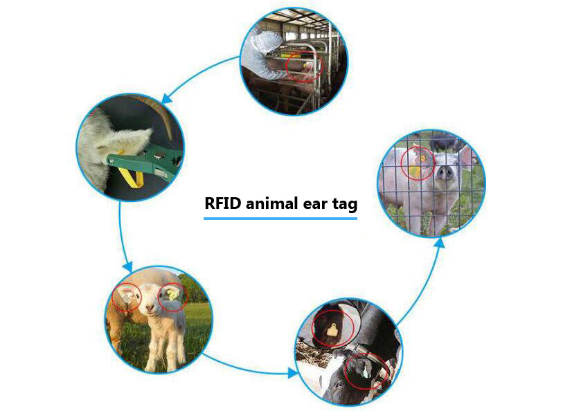  RFID la gestion de l'élevage technologique fournit un modèle de gestion scientifique